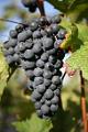 Herbsturlaub Rhein Mosel